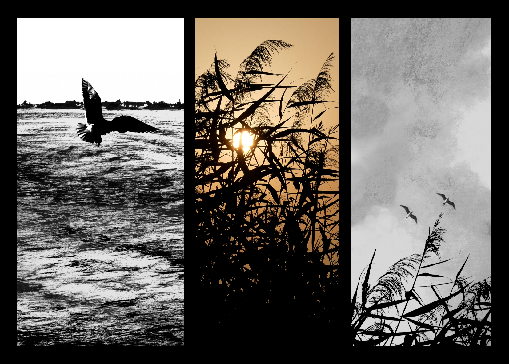 Poésie photo/graphique, atelier encadré par Laurent Claret